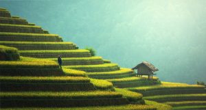 Ackerbau in Asien