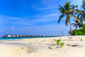 Malediven, Noonu Atoll - Keimende Mangroven