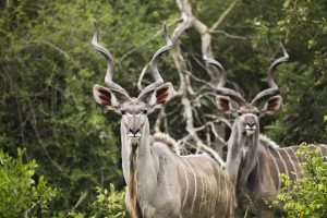 Südafrika, Kudu Antilope